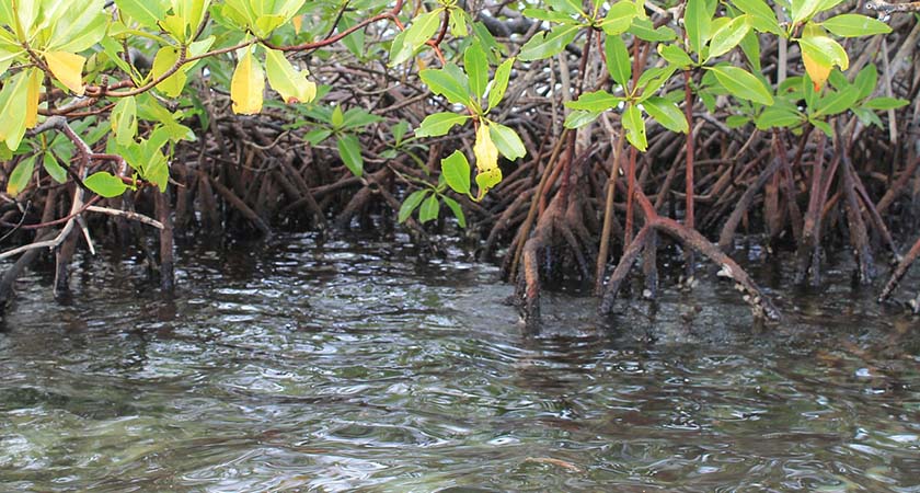 características dos manguezais