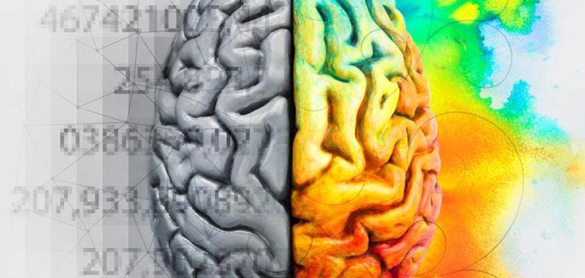 dois lados do cérebro