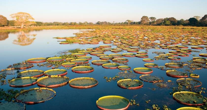 Extenso rio no Pantanal.
