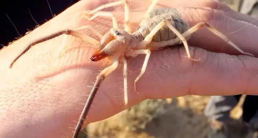 Aranha Camelo