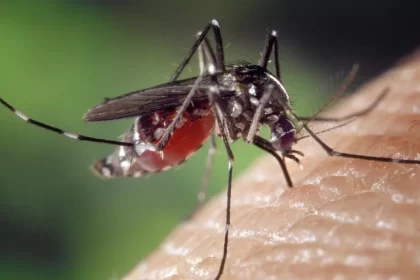 a picada dos mosquitos (Imagem: Pixabay)