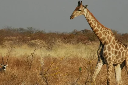 curiosidades sobre as girafas - Wikipédia
