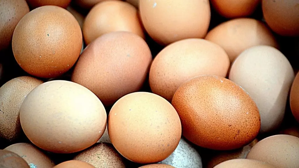 Quem veio primeiro o ovo ou a galinha - Pixabay
