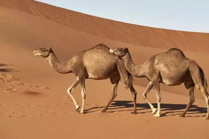 habilidades de sobrevivência que os animais usam
