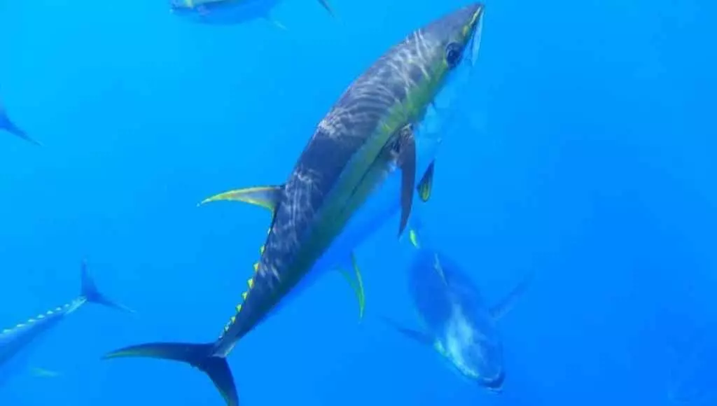 animais marinhos mais rápidos do mundo
