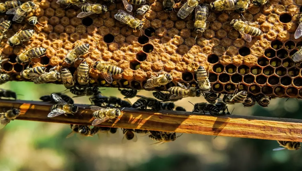 Colmeia de abelhas assassinas (Imagem: Pixabay)