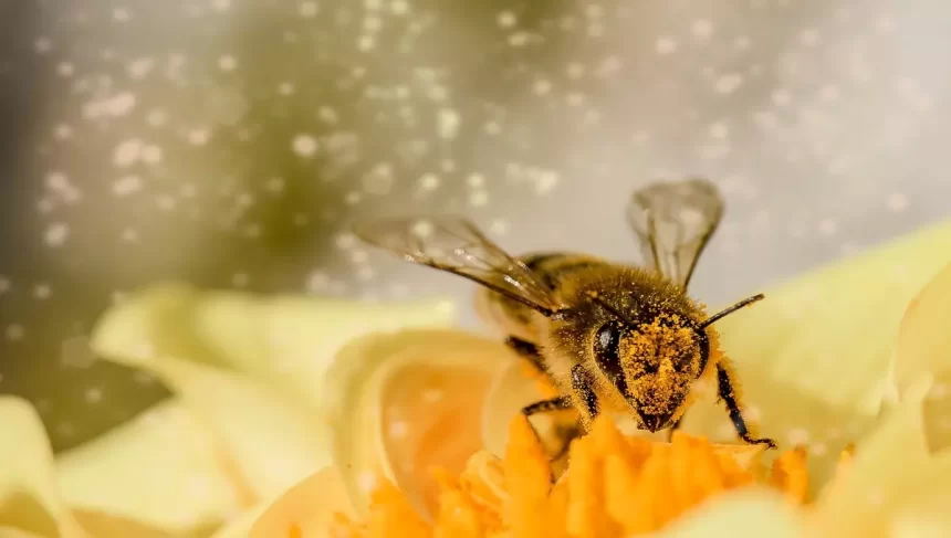 As abelhas assassinas (Imagem: Pixabay)