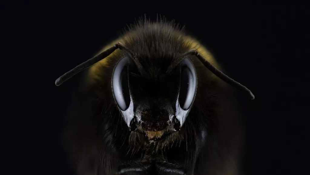 As abelhas mais perigosas (Imagem: Pixabay)