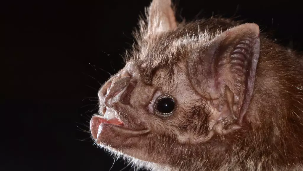 O Morcego-Vampiro é um dos animais hematófagos - Foto do Wikipédia