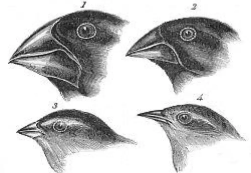 Imagem mostrando as diferenças no bico dos tentilhões de Darwin
