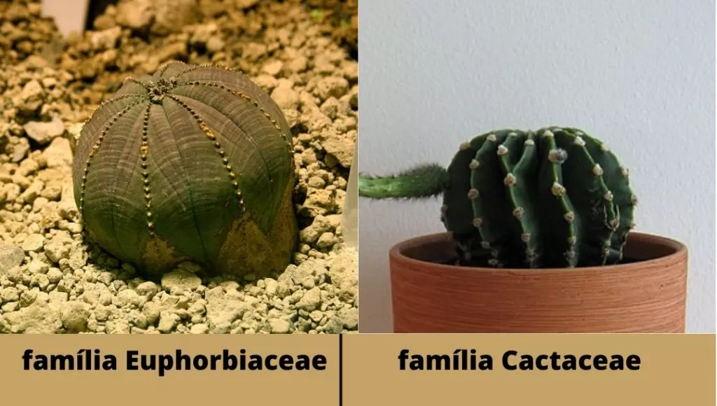 Imagem mostrando a evolução paralela da Euphorbia x cacto - Wikipédia/Revista Digital
