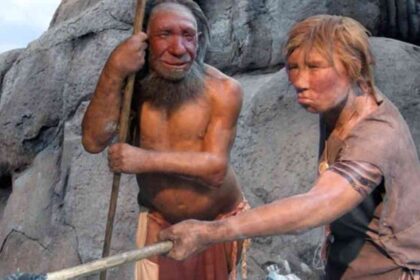fatos sobre os neandertais