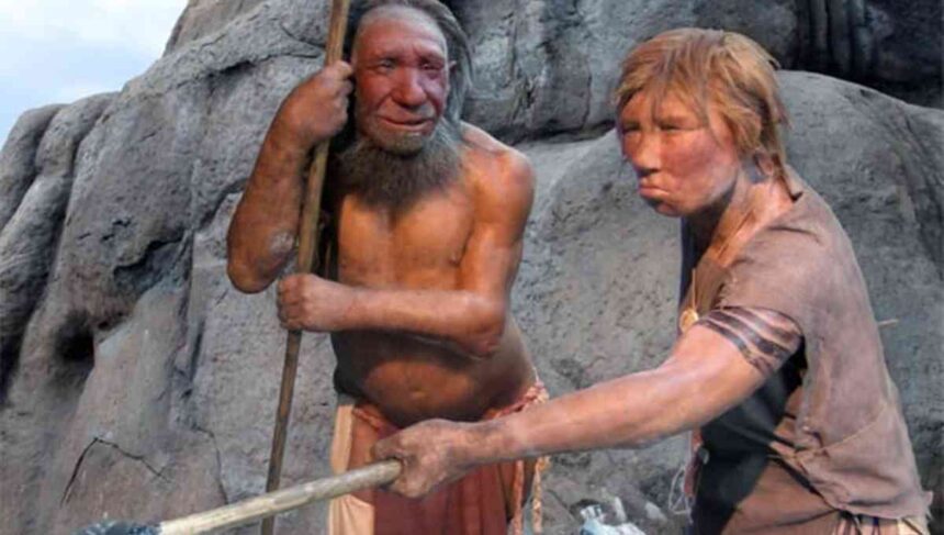 fatos sobre os neandertais