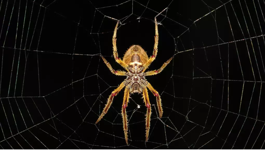 Uma aranha em sua teia - Pixabay