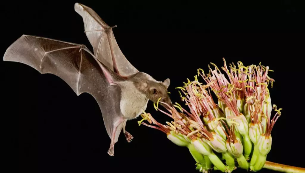 Um morcego se alimentando nas flores. Ecologia Verde.