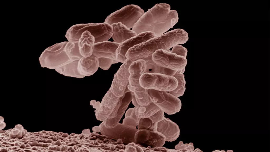 imagem da bactéria Escherichia coli