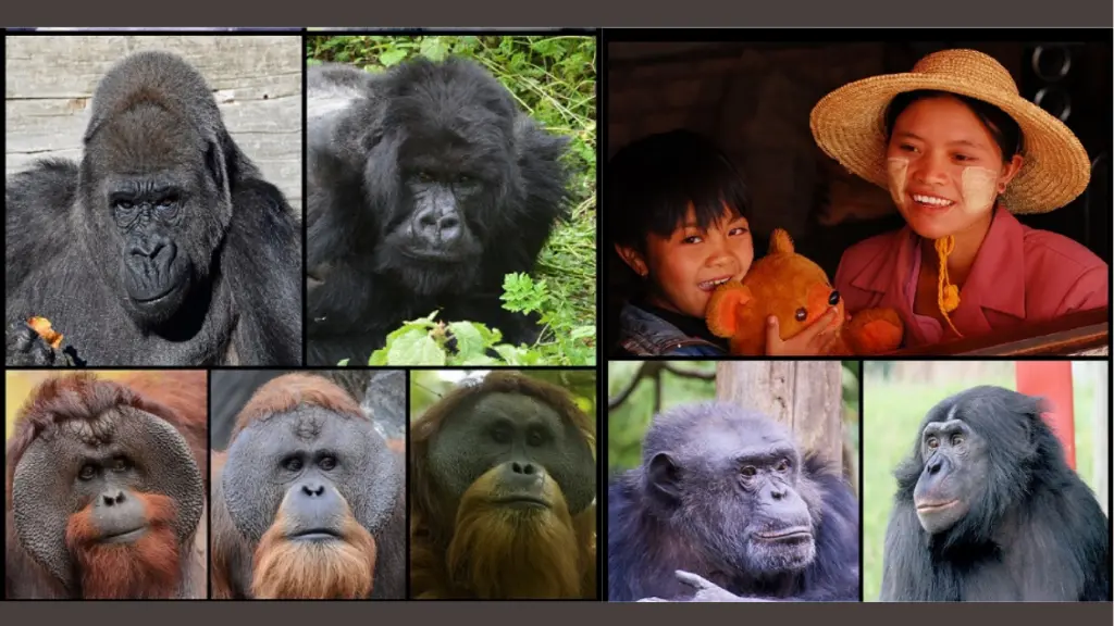 O que são hominídeos: conceito, características e evolução 2