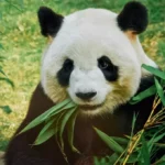 5 curiosidades sobre os pandas que você precisa conhecer
